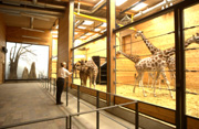 Zoologisk Have - Girafhus (nr. 25 på Zookort)