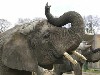 Aalborg Zoologiske Have Elefanthus