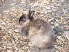 Aalborg Zoologiske Have Børnezoo