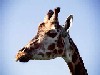 Aalborg Zoologiske Have Girafhus