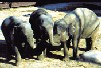Zoologisk Have - Asien