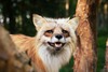 Skandinavisk Dyrepark Djursland - Rensdyr, Hugorm, Ilder, Rødræv.