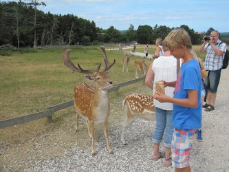 Skandinavisk Dyrepark Djursland - Dådyr, Polarræv