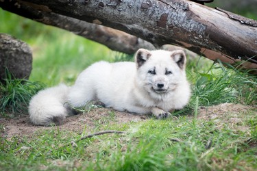 Skandinavisk Dyrepark Djursland - Krondyr