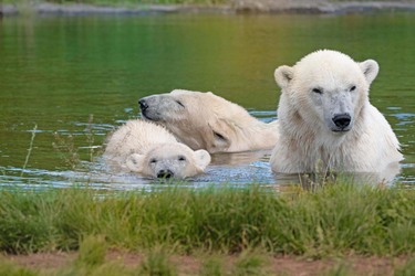 Skandinavisk Dyrepark Djursland - Isbjørn, Elg