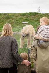 Skandinavisk Dyrepark Djursland - Isbjørn, Elg