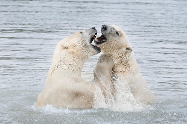 Skandinavisk Dyrepark Djursland - Bjælkehuset