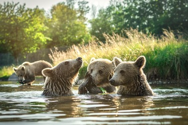 Skandinavisk Dyrepark Djursland - Publikumsfaciliteter