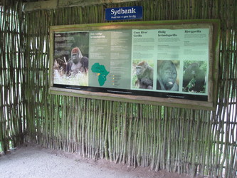 Givskud Zoo - Zootopia (P2) - Gorilla
