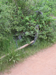 Givskud Zoo - Zootopia (P2) - Lemurer, Næsehorn, Bøfler