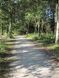 Undallslund skov - Picnicområde ved Bredemose