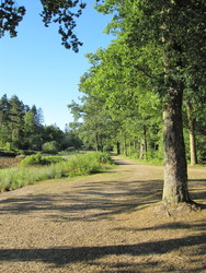 Undallslund skov - Picnicområde ved Bredemose