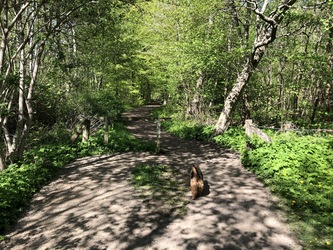 The trail around Søndersø - start from Ballerupvej