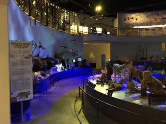 Naturama -  Udstillingen