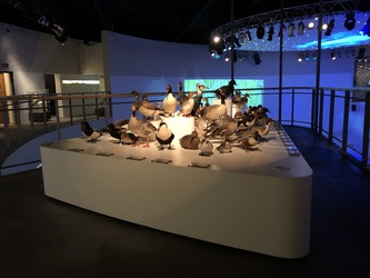 Naturama -  Udstillingen
