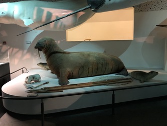 Naturama -  Udstillingen