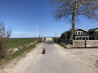Fuglsang Strand - Picnic og aktivitetsområde